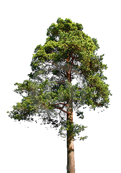 Fir Tree Clipart Transparent PNG Images