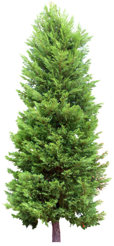 Fir Tree Free Hd Png PNG Images