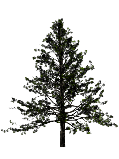 Fir Tree Hd Transparent PNG Images