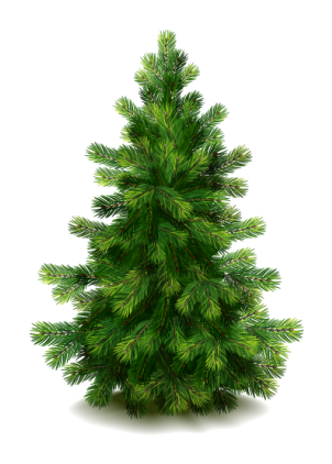 Fir Tree Transparent Free PNG Images