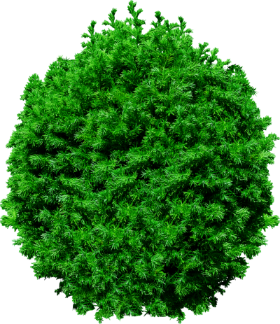 Mixed Fir Tree Png Hd PNG Images