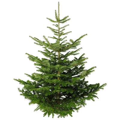 Nature, Fir Tree Transparent Png PNG Images