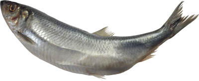 Fish Free Download PNG Images