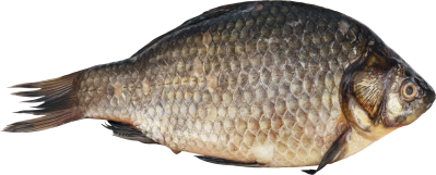 Fish Photos PNG Images