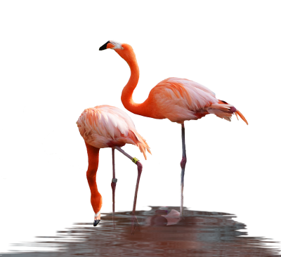 Orange Couple Flamingo Background Transparent PNG Images