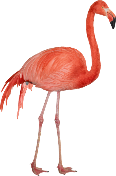 Real Red Flamingo Png Transparent PNG Images