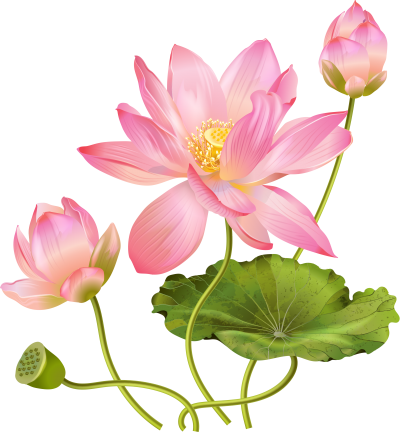 Leaf, Pink Lotus Floral Transparent Free PNG Images
