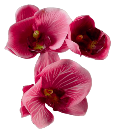 Pink Floral Clipart Png PNG Images