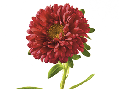 Red Dahlia Floral Hd Transparent PNG Images