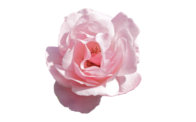 White Rose, Floral Png Transparent PNG Images