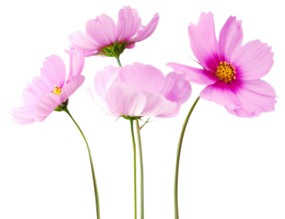 Download Free FLOWER PNG transparent background and clipart