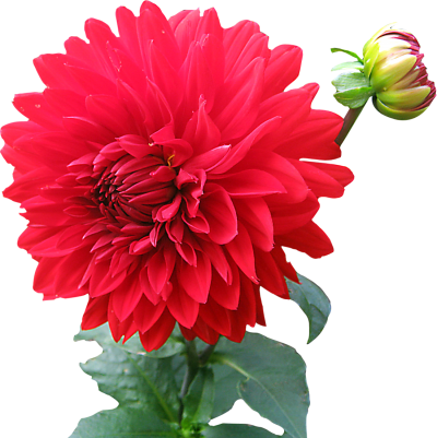 Dahlia Flower Png Image Pink PNG Images