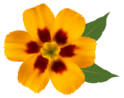 Download FLOWER Free PNG transparent image and clipart