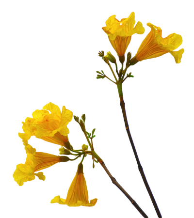 Flower Png Picture PNG Images