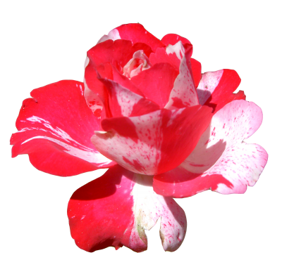 Pink, Flowers Png Hd Photo PNG Images