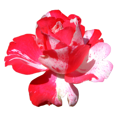 Download FLOWER Free PNG transparent image and clipart