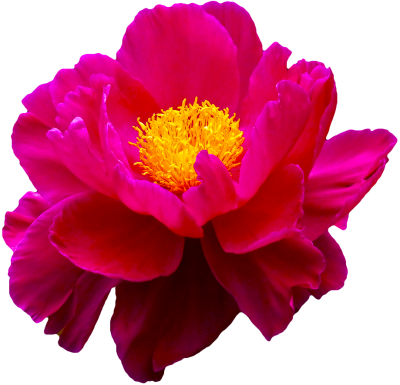 Transparent Flowers Pink Png PNG Images