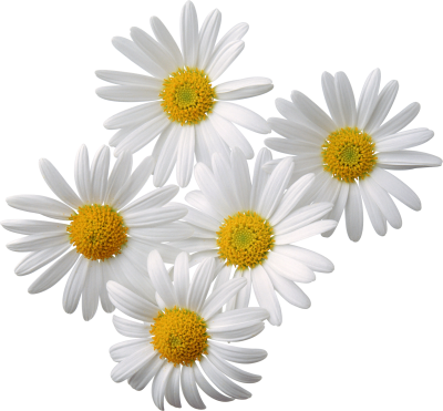 Flowers Photos PNG Images