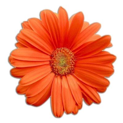 Flowers Background PNG Images