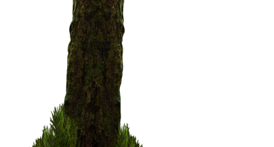 Forest Simple PNG Images