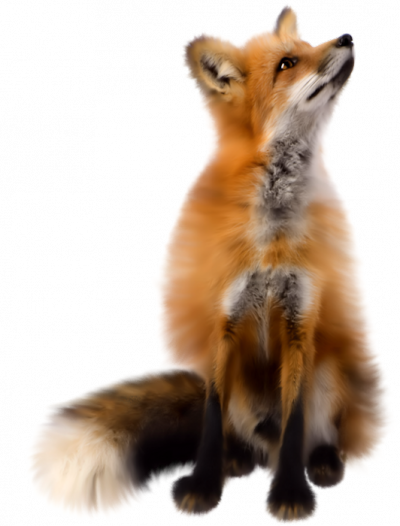 Fox Png PNG Images