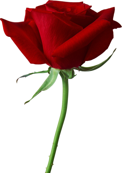 Rose Png Flower images, Download PNG Images