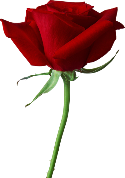 Rose Png Flower Images, Download PNG Images