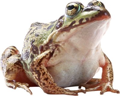 Frog Transparent PNG Images