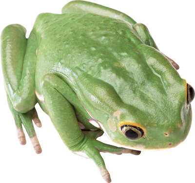 Frog Clipart Photo PNG Images