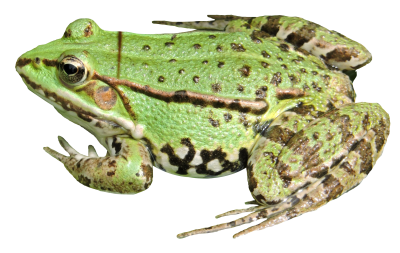 Frog Transparent Background PNG Images