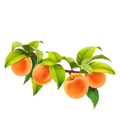 Leaf Peach Branch, Fruit Picture Transparent Background PNG Images