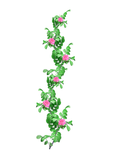 Rose Garland Png PNG Images