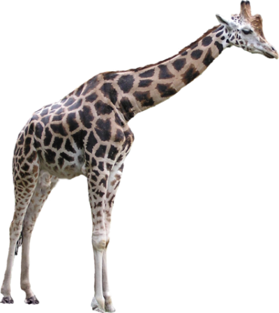 Black Leopar Giraffe Png PNG Images