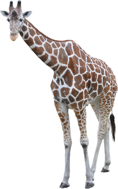 Bowed Giraffe Clipart PNG Images