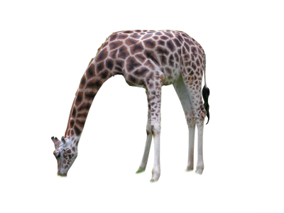 Feed Eater Giraffe Background Png PNG Images
