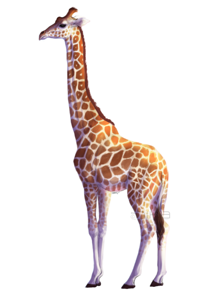 Free Download Animal Long Giraffe Png PNG Images