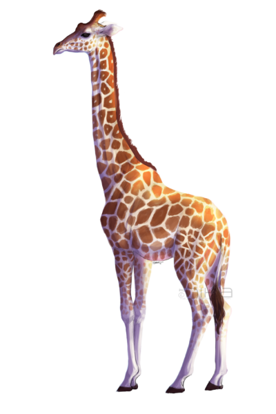 Download Giraffe Free Png Transparent Image And Clipart