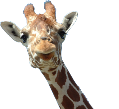 Giraffe Face Transparent Background PNG Images