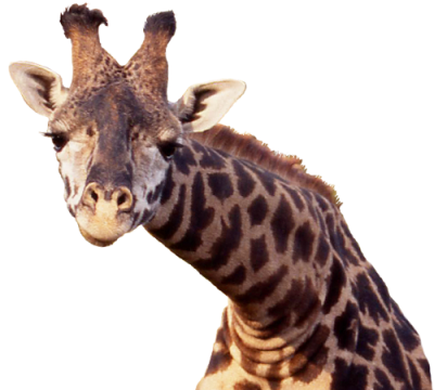 Giraffe Neck And Face Png PNG Images