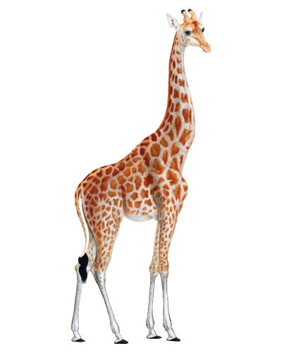 Giraffe Wallpaper PNG Images