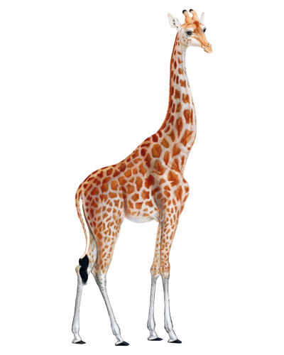 Giraffe PNG Vector Images with Transparent background - TransparentPNG