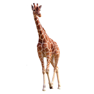 Hd Animal Giraffe Png PNG Images