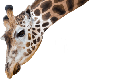 Illustration Giraffe Face Background PNG Images