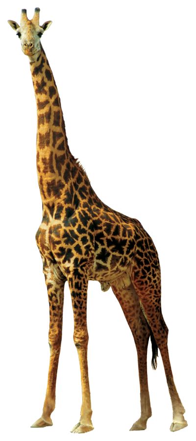Left View Giraffe Png PNG Images