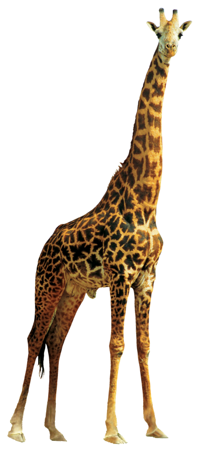Left View Great Giraffe Hd Background PNG Images