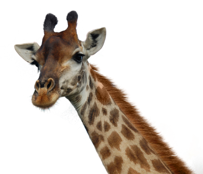 Left Viwew Giraffe Face Hd Png PNG Images