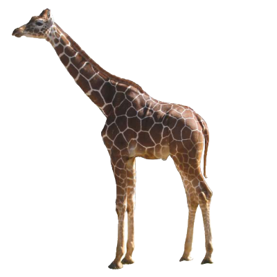 Leopar Patterned Giraffe Png PNG Images