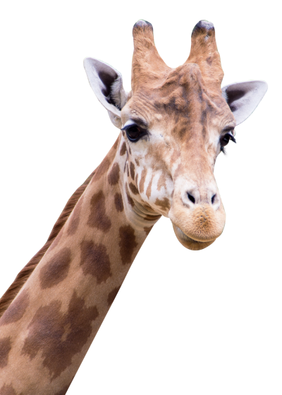 Right View Giraffe Face images Png PNG Images