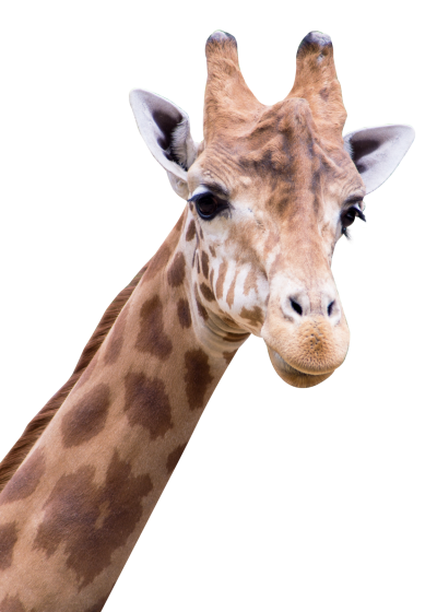 Right View Giraffe Face Images Png PNG Images