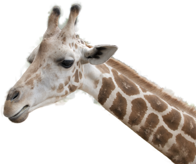 Side View Giraffe Face Transparent Background PNG Images